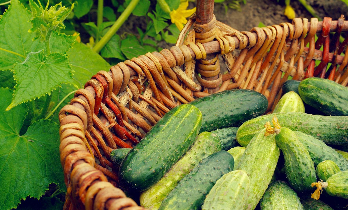 Grow Your Own Heirloom Legacy