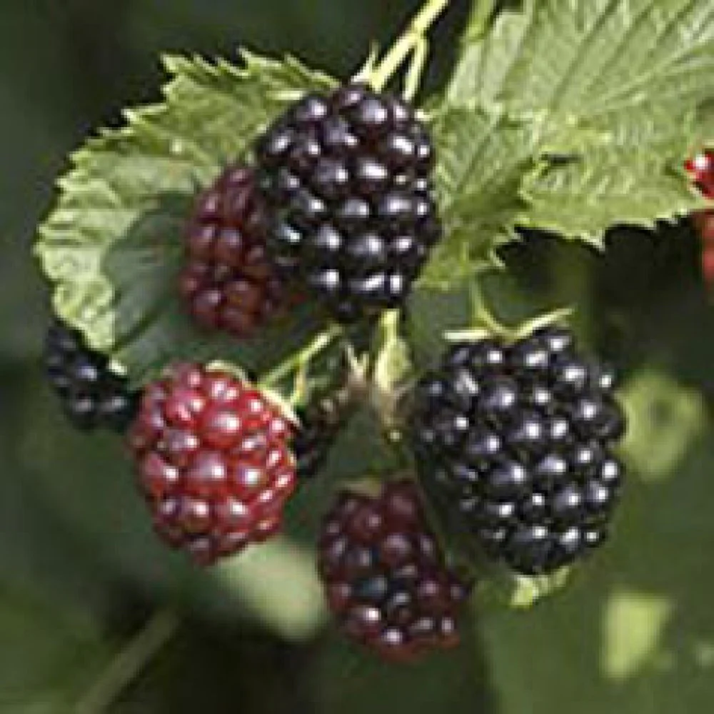 Luke's Top Berry Picks